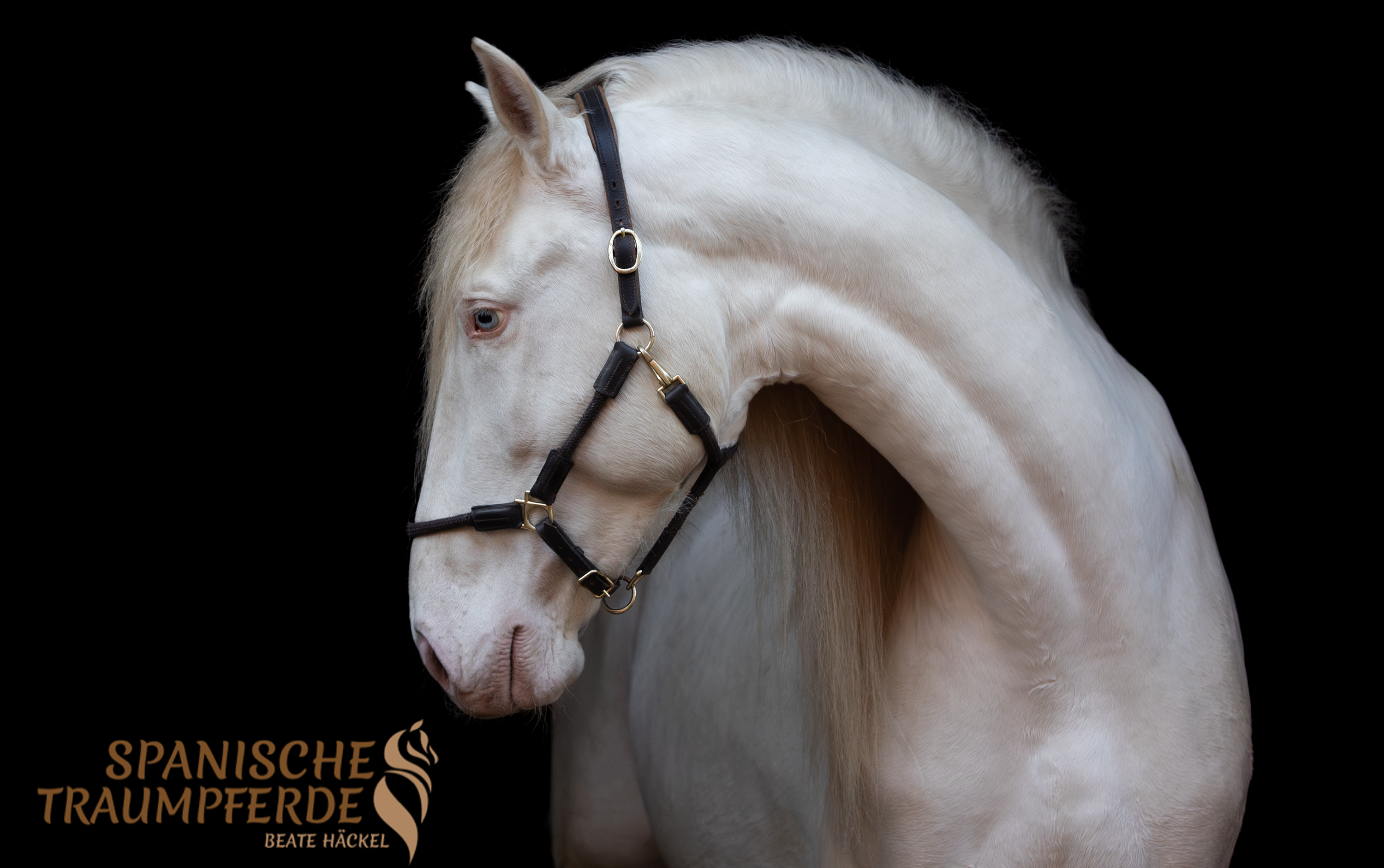 REY SH, Pura Raza Español, Hengst, 2021